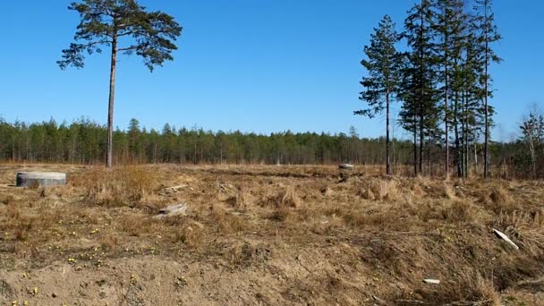 野原の孤独な木松は森の端に立っている 詳細とクローズアップ — ストック動画