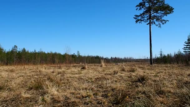 Arbre Solitaire Dans Champ Pin Dresse Lisière Forêt Détails Gros — Video