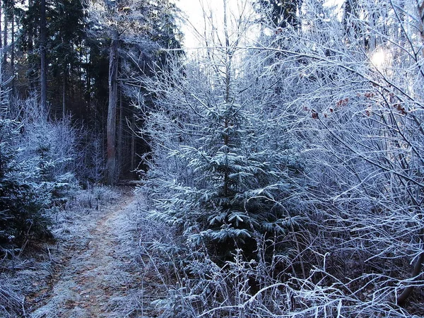 Frost Einem Frostigen Tag Sonniges Wetter Details Und Nahaufnahme — Stockfoto