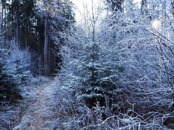 Frost Mroźny Dzień Słoneczna Pogoda Szczegóły Zbliżenie — Zdjęcie stockowe