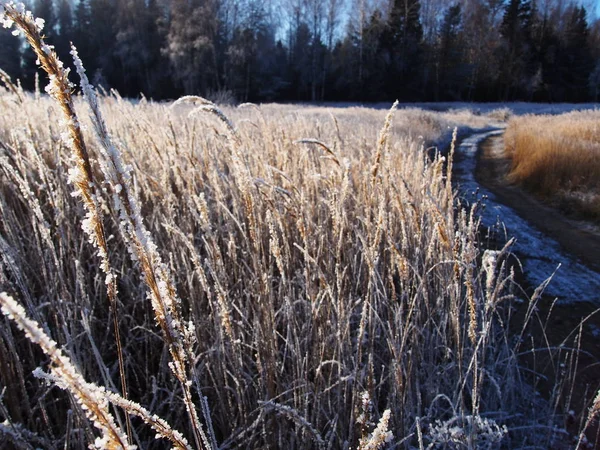 Froid Par Temps Givré Météo Ensoleillée Détails Gros Plan — Photo