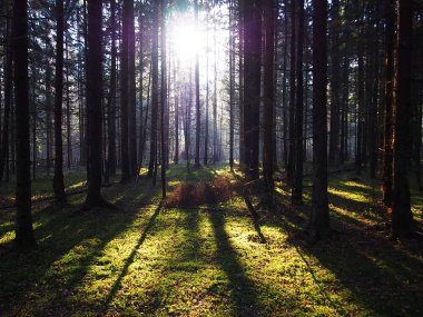 Sonbahar ormanında şafak vakti. Güzel doğa güneş ışığı ile aydınlatılır. Ayrıntılar ve yakın çekim.