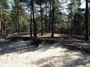 Güneşli çam ormanı. Güneş bir çam ormanında parlıyor. ayrıntılar ve yakın çekim.