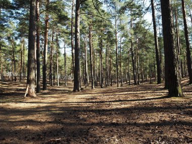 Güneşli çam ormanı. Güneş bir çam ormanında parlıyor. ayrıntılar ve yakın çekim.