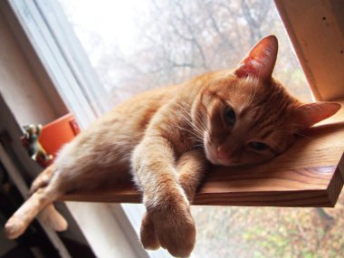 Kırmızı kediye bak. Cat efendisine sinsice bakıyor. Kedi güzel kırmızı gölge.