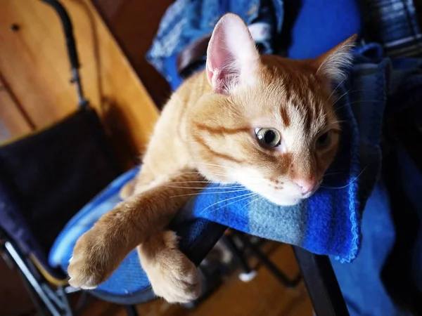 Regarde Chat Rouge Cat Regarde Sournoisement Son Maître Chat Belle — Photo