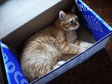 Kedi kutuda. Kırmızı kedi bir karton kutuya tırmandı. Ayrıntılar ve yakın çekim.