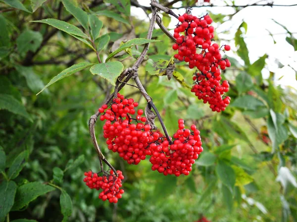 Berries Viburnum Tree Fruits Viburnum Appeared Summer Details Close — Stock Photo, Image