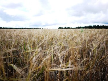 Sivri uçlu çavdar tarlası. Yetiştirilen bir ürün ile güzel bir yaz alanı. Ayrıntılar ve yakın çekim.