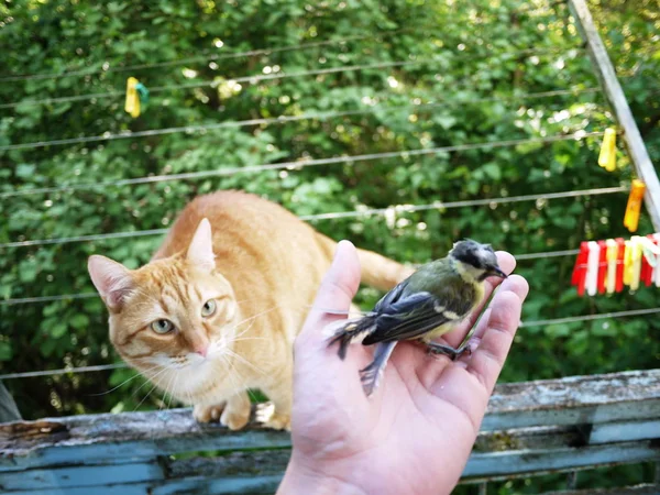 Gatto Catturato Uccello Gatto Rosso Preso Una Tetta Portata Come — Foto Stock