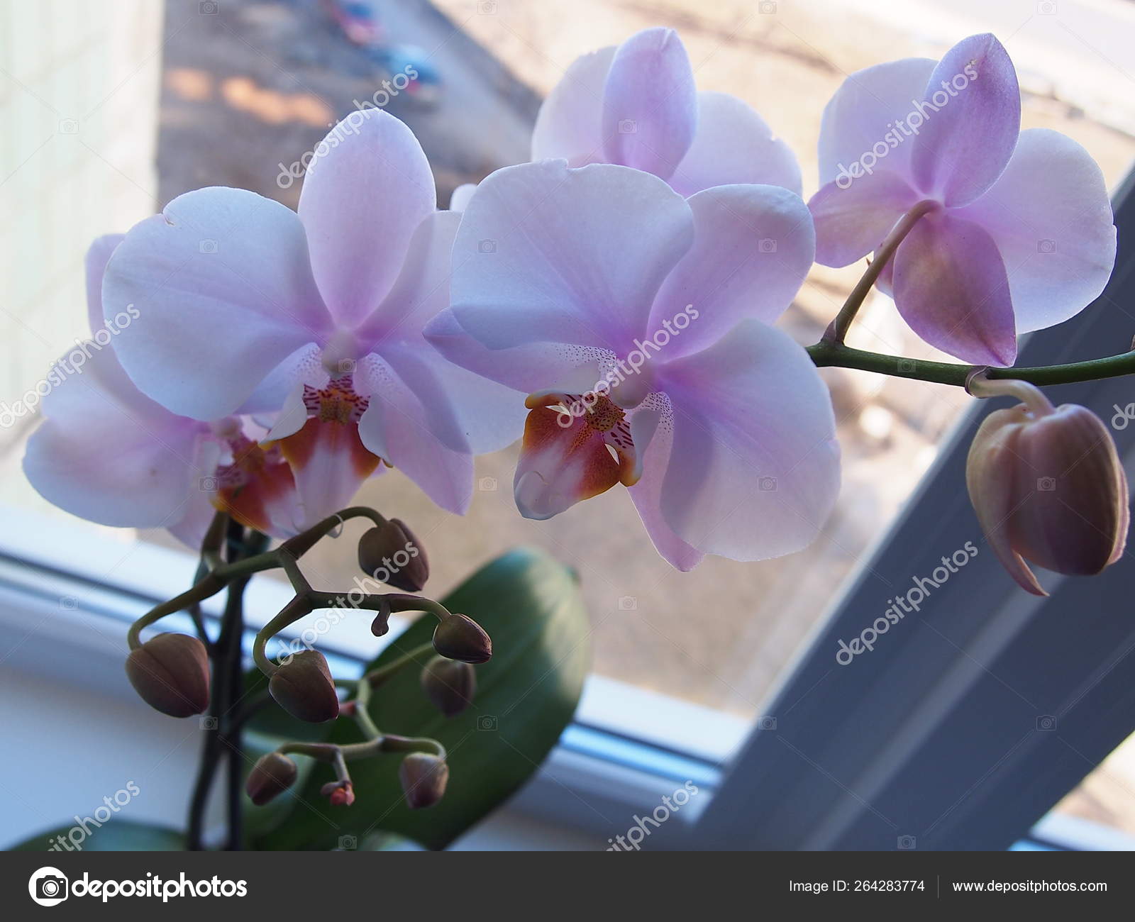 Орхидея Домашняя Фото – Telegraph