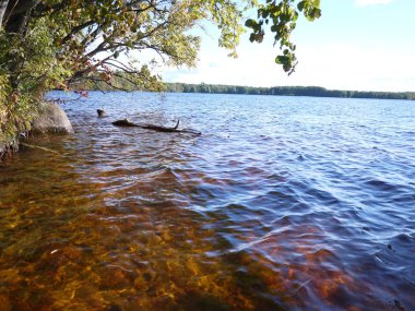 Orman gölündeki doğa. Güzel doğa ve sonbahar renkleri. Ayrıntılar ve yakın çekim.