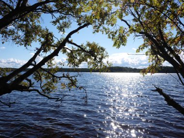 Orman gölündeki doğa. Güzel doğa ve sonbahar renkleri. Ayrıntılar ve yakın çekim.