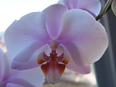 Orkide çiçeği evde yetişir. Pencere nin üzerinde güzel bir çiçek açtı. Ayrıntılar ve yakın çekim.