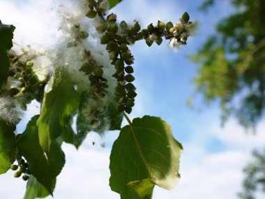 İlkbaharda cottonwood kabarz. Bahar ve ağaçların üzerinde ortaya çıkması. Ayrıntılar ve yakın çekim.