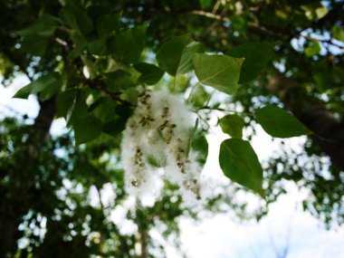 İlkbaharda cottonwood kabarz. Bahar ve ağaçların üzerinde ortaya çıkması. Ayrıntılar ve yakın çekim.