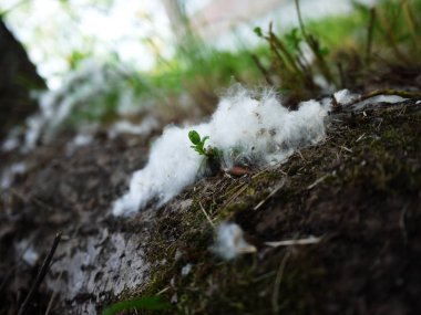 İlkbaharda cottonwood kabarz. Bahar ve ağaçların üzerinde ortaya çıkması. Ayrıntılar ve yakın çekim.