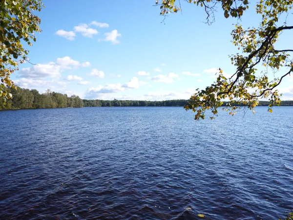 Nature Sur Lac Forestier Belle Nature Couleurs Automne Détails Gros — Photo