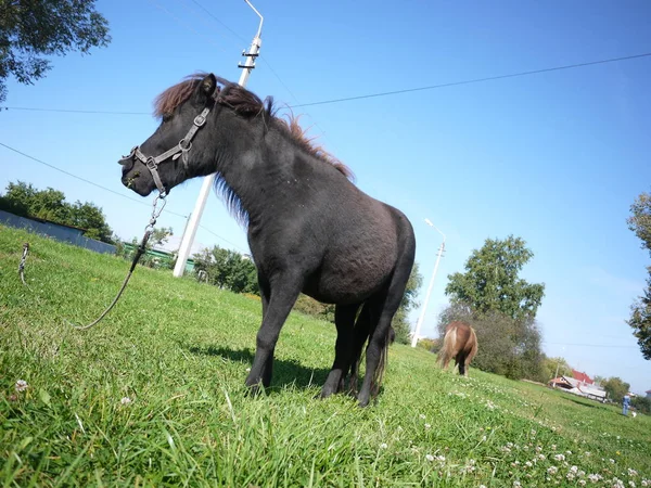 Ponies Graze Field Beautiful Horses Eat Grass Nature Details Close — Stock Photo, Image