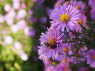 Güzel kır çiçekleri. Yaz güneşinde çiçek açmış yabani çiçekler. Ayrıntılar ve yakın çekim.