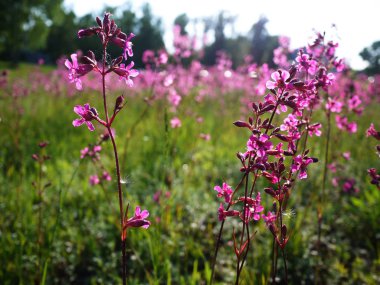 Güzel kır çiçekleri. Yaz güneşinde çiçek açmış yabani çiçekler. Ayrıntılar ve yakın çekim.