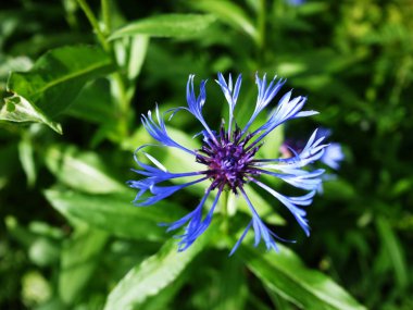 Güzel kır çiçekleri. Yaz güneşinde çiçek açmış yabani çiçekler. Ayrıntılar ve yakın çekim.