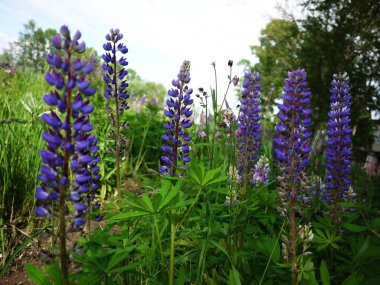 Güzel kır çiçekleri. Yaz güneşinde çiçek açmış yabani çiçekler. Ayrıntılar ve yakın çekim.