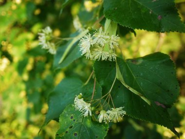 İlkbaharda çiçekli Linden ağacı. Güzel bir ağaç yapraklarını ve meyvelerini açtı. Ayrıntılar ve yakın çekim.