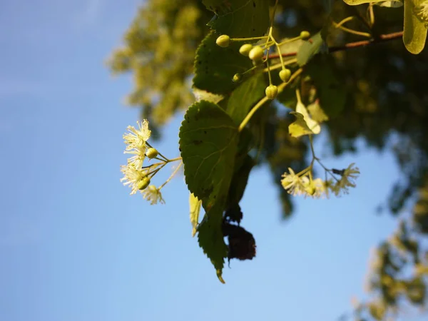 Flowering Linden Tree Spring Beautiful Tree Blossomed Its Leaves Fruits — Stock Photo, Image