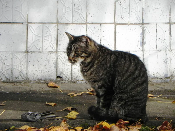 Gato Apanhou Pássaro Predador Foi Caça Apanhou Sua Própria Comida — Fotografia de Stock