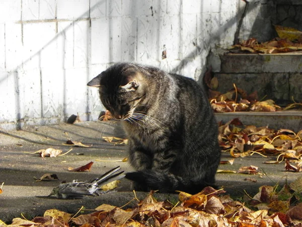 Kot Złapał Ptaka Drapieżnik Poszedł Polowanie Złapać Własne Jedzenie Szczegóły — Zdjęcie stockowe