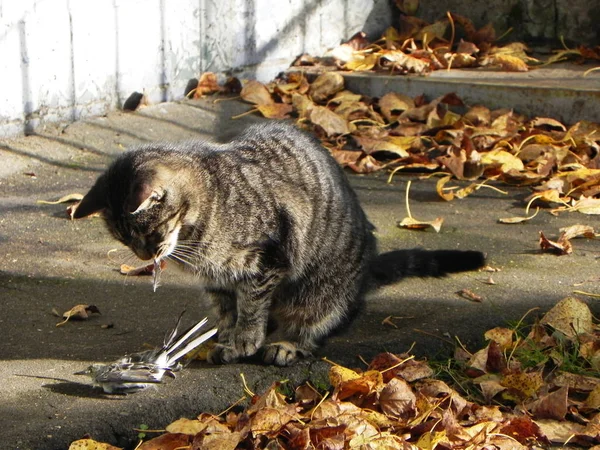 The cat caught the bird. The predator went on the hunt and catch their own food. Details and close-up.