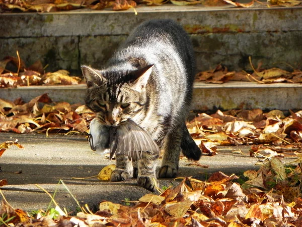 Gato Apanhou Pássaro Predador Foi Caça Apanhou Sua Própria Comida — Fotografia de Stock