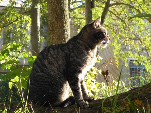 Kedi Kuşu Yakaladı Yırtıcı Ava Gitti Kendi Yiyeceklerini Yakaladı Ayrıntılar — Stok fotoğraf