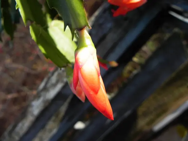 Cactus Decembrist Floreció Hermosas Flores Aparición Flores Cactus Detalles Primer — Foto de Stock