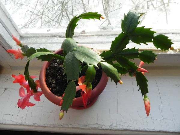 Cactus Decembrist Bloedmooie Bloemen Het Verschijnen Van Bloemen Cactus Details — Stockfoto