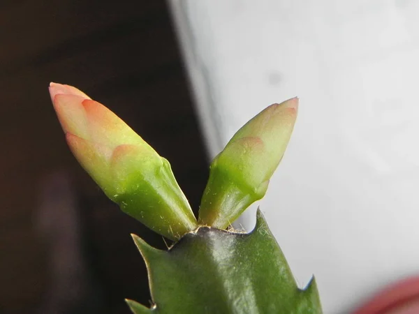 Kaktus Dezembrist Blühte Schöne Blumen Das Aussehen Der Blumen Auf — Stockfoto