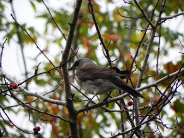 Bir dalda oturan kuş düdüğü. Kuşlar sonbaharda Rowan meyvesi ile beslenirler. Ayrıntılar ve yakın çekim.