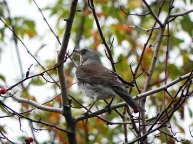 Bir dalda oturan kuş düdüğü. Kuşlar sonbaharda Rowan meyvesi ile beslenirler. Ayrıntılar ve yakın çekim.