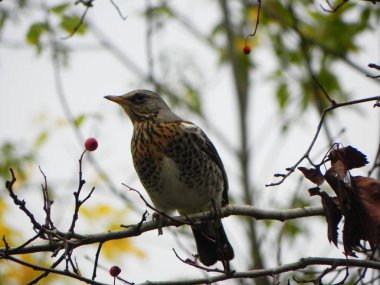 Bir dalda oturan kuş düdüğü. Kuşlar sonbaharda Rowan meyvesi ile beslenirler. Ayrıntılar ve yakın çekim.
