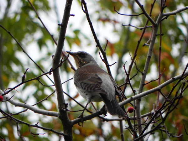 Bird Whistle Egy Madarak Rowan Gyümölcs Ősszel Részletek Közeli — Stock Fotó