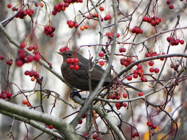 Bir Dalda Oturan Kuş Düdüğü Kuşlar Sonbaharda Rowan Meyvesi Ile — Stok fotoğraf