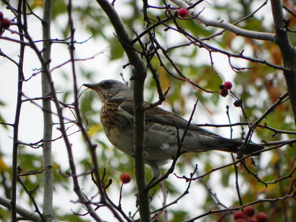 Bird Assobiar Sentado Galho Aves Alimentam Frutas Rowan Outono Detalhes — Fotografia de Stock