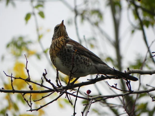 Silbato Pájaro Sentado Una Rama Las Aves Alimentan Fruta Rowan —  Fotos de Stock