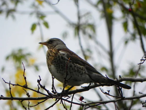 Ptačí Píšťalka Seděla Větvi Ptáci Podzim Živí Ovocem Rowan Podrobnosti — Stock fotografie