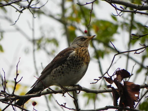 Bir dalda oturan kuş düdüğü. Kuşlar sonbaharda Rowan meyvesi ile beslenirler. Ayrıntılar ve yakın çekim.