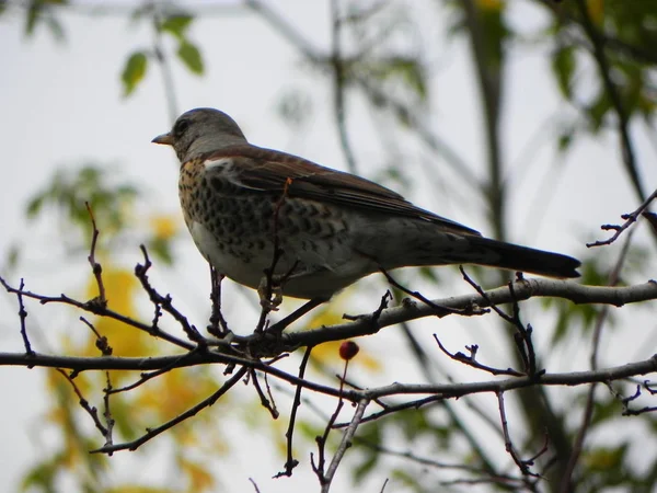 Silbato Pájaro Sentado Una Rama Las Aves Alimentan Fruta Rowan —  Fotos de Stock