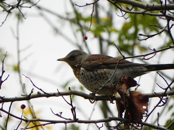 Ptačí Píšťalka Seděla Větvi Ptáci Podzim Živí Ovocem Rowan Podrobnosti — Stock fotografie