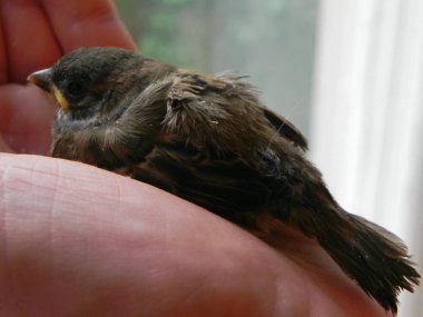 Bebek kuş hakların elinde. Yuvadan küçük bir kuş düştü ve adam onu buldu. Ayrıntılar ve yakın çekim.