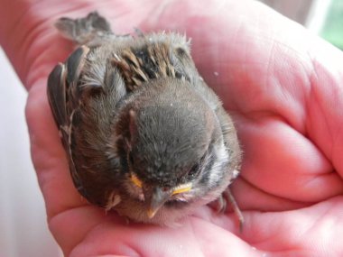 Bebek kuş hakların elinde. Yuvadan küçük bir kuş düştü ve adam onu buldu. Ayrıntılar ve yakın çekim.